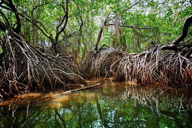 Bentota mangroven - reis Sri Lanka